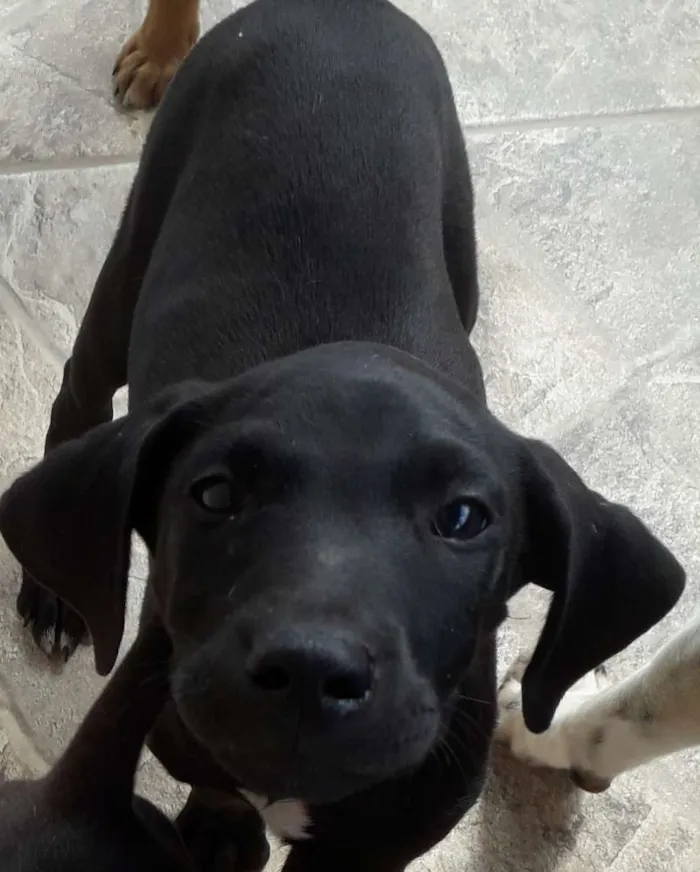 Cachorro raça Vira lata  idade 2 a 6 meses nome Fred e Duck