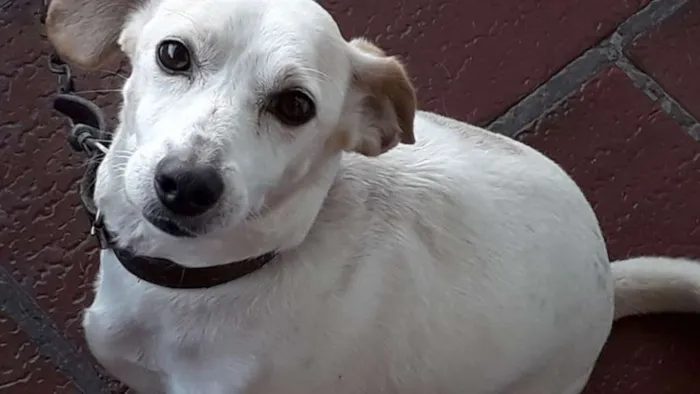Cachorro ra a Vira lata idade 6 ou mais anos nome Madruguinha