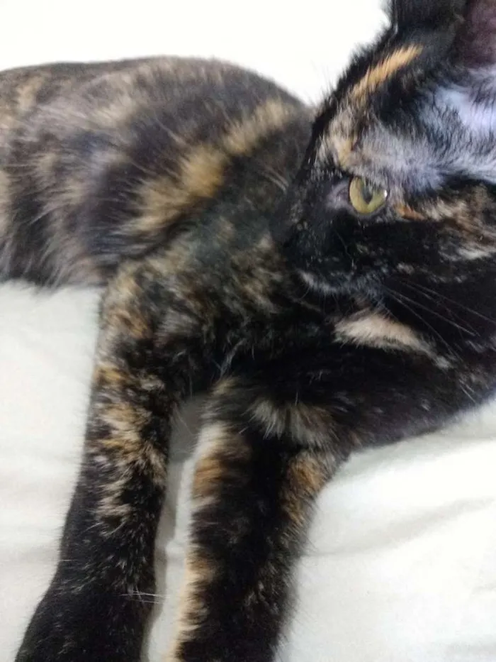 Gato ra a Não sei  idade 2 a 6 meses nome Não tem nome 