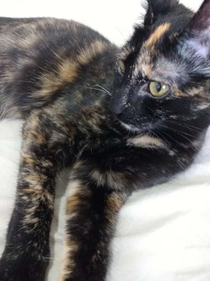 Gato ra a Não sei  idade 2 a 6 meses nome Não tem nome 