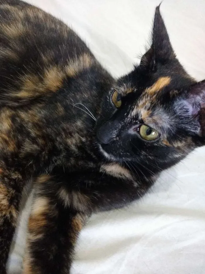 Gato ra a Não sei  idade 2 a 6 meses nome Não tem nome 