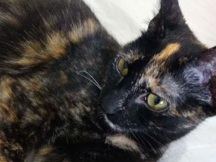 Gato ra a Não sei  idade 2 a 6 meses nome Não tem nome 