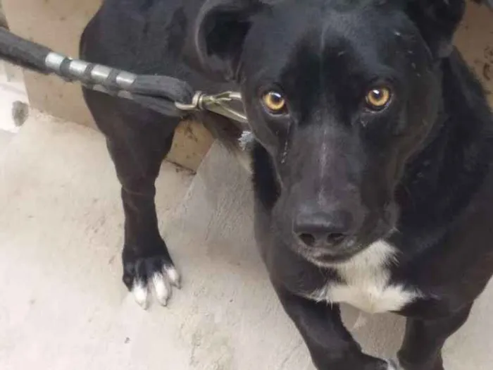 Cachorro ra a Vira-lata idade 4 anos nome Faísca