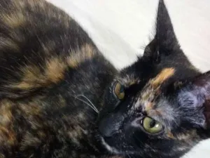 Gato raça Não sei  idade 2 a 6 meses nome Não tem nome 