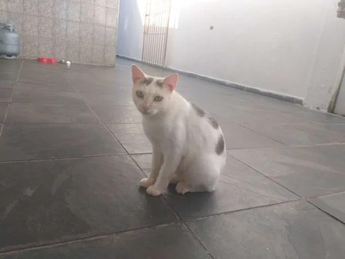 Gato ra a Sem raça definida  idade 4 anos nome Neve