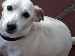 Cachorro raça Vira lata idade 6 ou mais anos nome Madruguinha