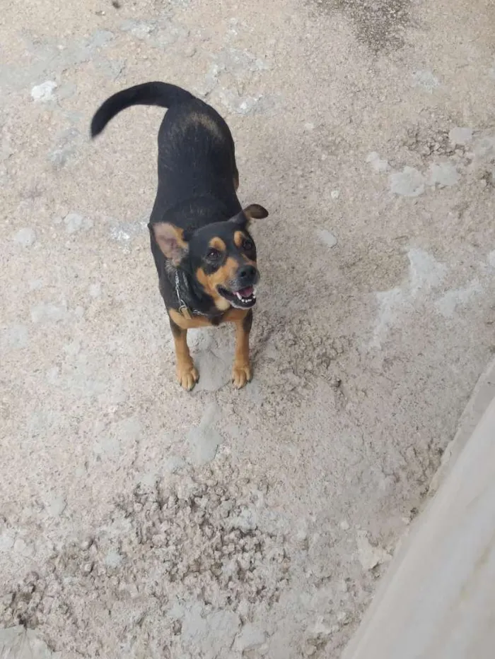 Cachorro ra a Vira-lata idade 6 ou mais anos nome Rex