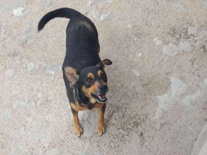 Cachorro ra a Vira-lata idade 6 ou mais anos nome Rex