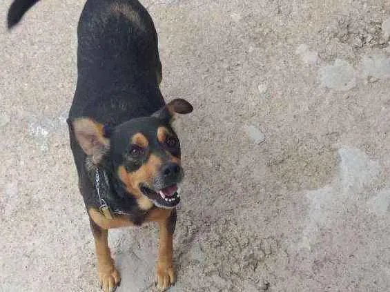 Cachorro ra a Vira-lata idade 6 ou mais anos nome Rex