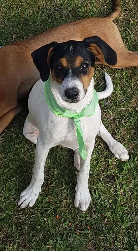 Cachorro ra a SRD idade 2 a 6 meses nome Conner