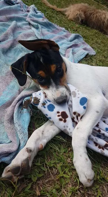 Cachorro ra a SRD idade 2 a 6 meses nome Conner
