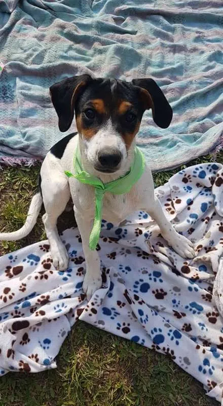 Cachorro ra a SRD idade 2 a 6 meses nome Conner