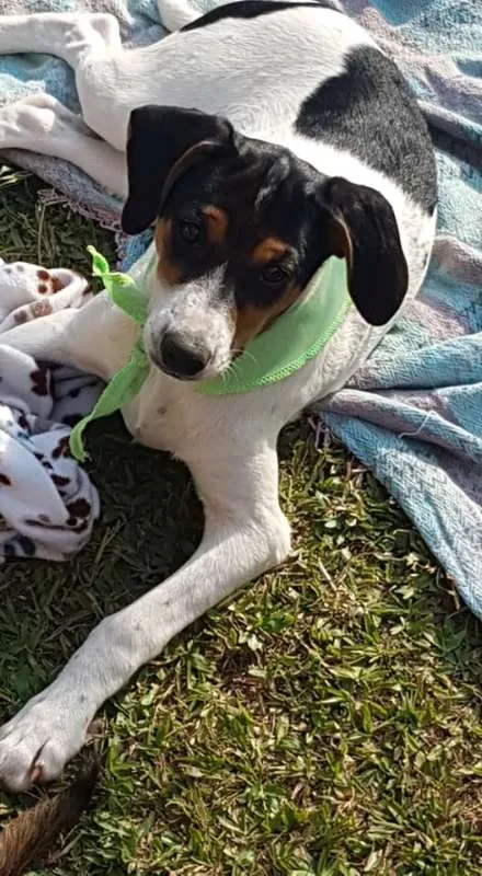 Cachorro ra a SRD idade 2 a 6 meses nome Conner