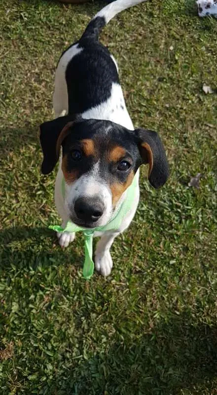 Cachorro ra a SRD idade 2 a 6 meses nome Conner