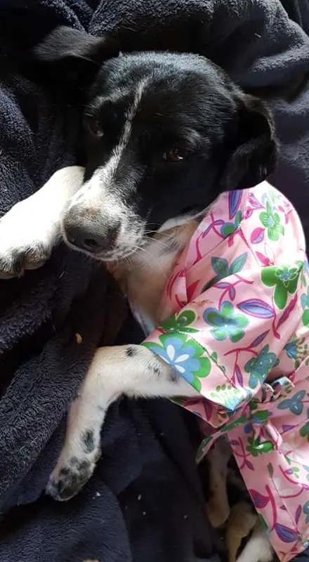 Cachorro ra a SRD idade 2 a 6 meses nome Conner