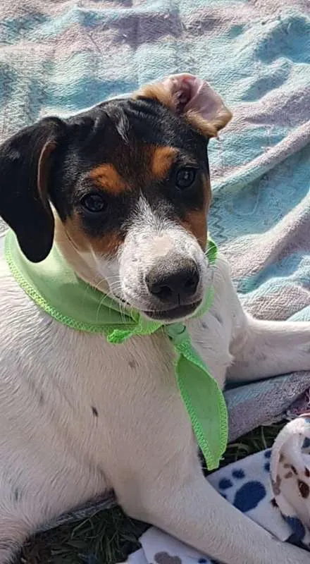 Cachorro ra a SRD idade 2 a 6 meses nome Conner