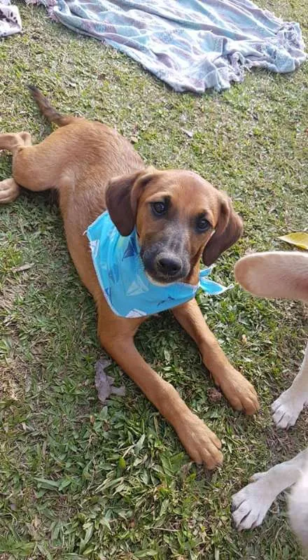 Cachorro ra a srd idade 2 a 6 meses nome Gar