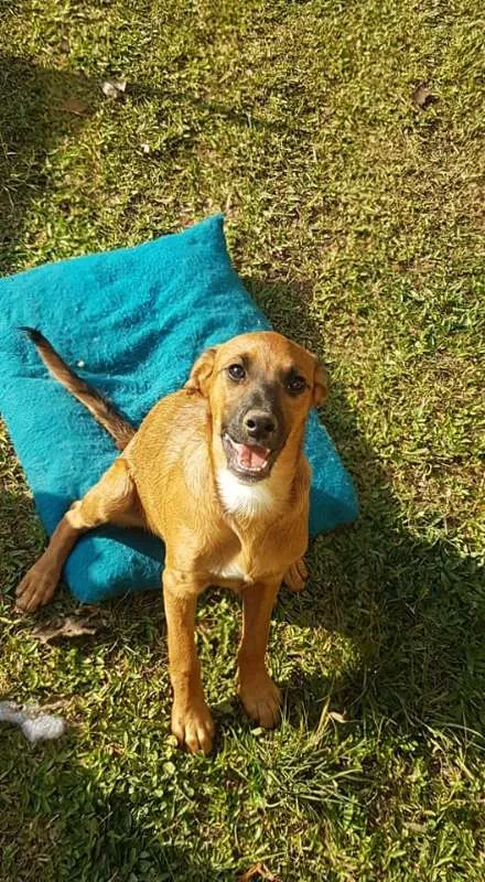 Cachorro ra a srd idade 2 a 6 meses nome Gar