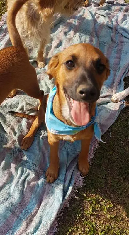 Cachorro ra a srd idade 2 a 6 meses nome Gar