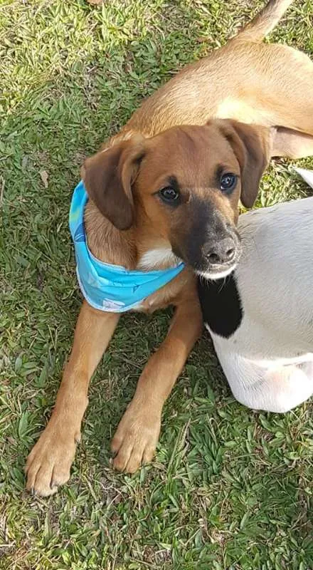 Cachorro ra a srd idade 2 a 6 meses nome Gar