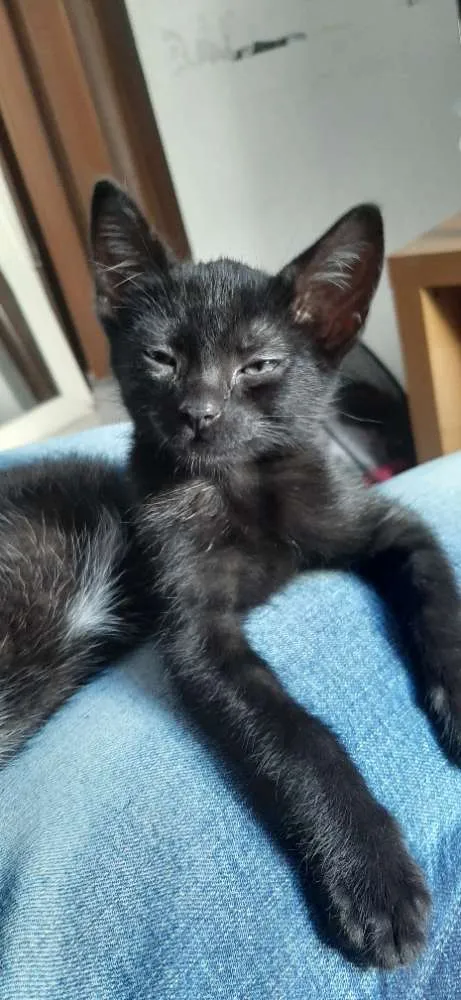 Gato ra a Nao tem idade Abaixo de 2 meses nome Nao tem