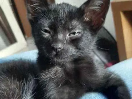 Gato ra a Nao tem idade Abaixo de 2 meses nome Nao tem