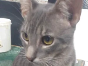 Gato raça SRD idade 2 a 6 meses nome Nilo 