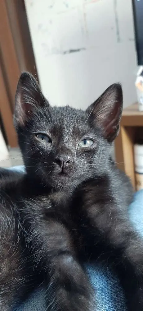 Gato ra a Nao tem idade Abaixo de 2 meses nome Nao tem