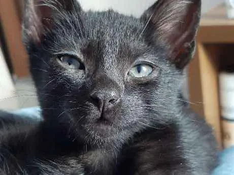 Gato ra a Nao tem idade Abaixo de 2 meses nome Nao tem