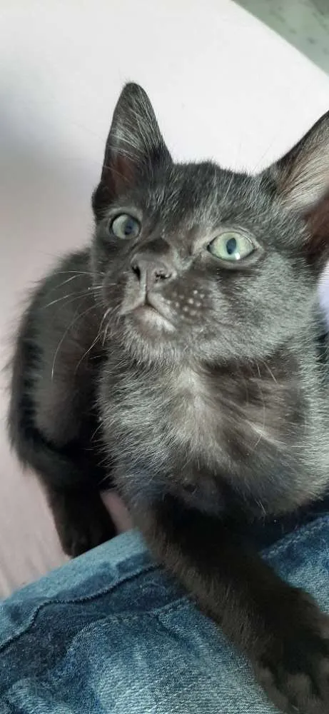 Gato ra a Nao tem idade Abaixo de 2 meses nome Nao tem