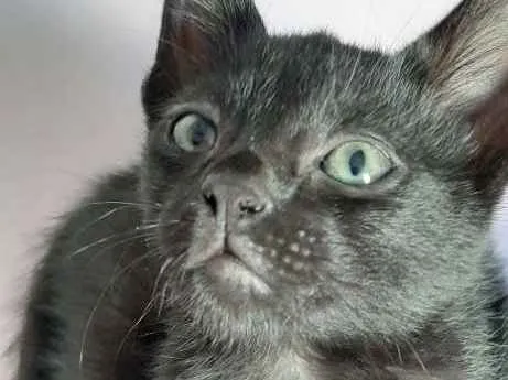 Gato ra a Nao tem idade Abaixo de 2 meses nome Nao tem