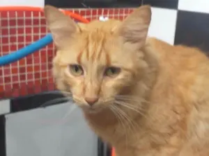 Gato raça SRD idade 7 a 11 meses nome Garfield