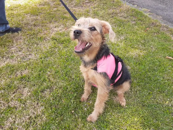 Cachorro ra a SRD idade 2 a 6 meses nome Miléia