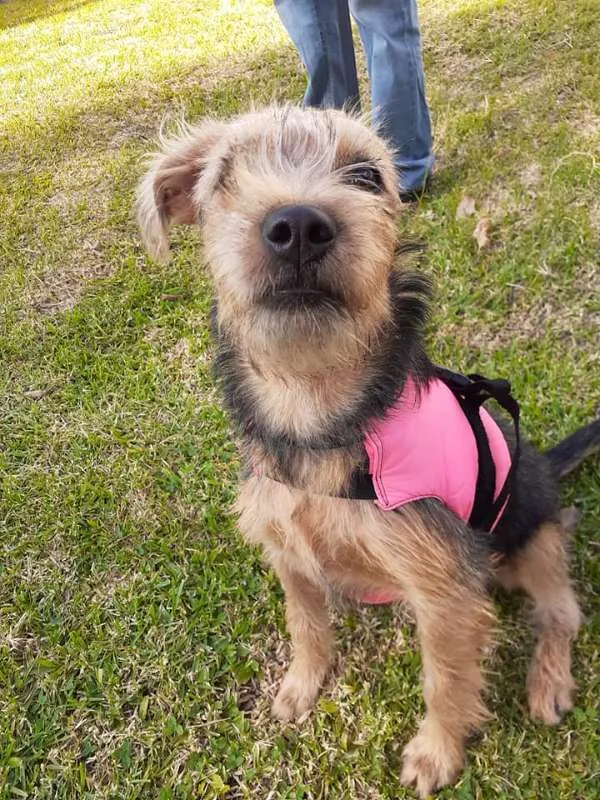 Cachorro ra a SRD idade 2 a 6 meses nome Miléia
