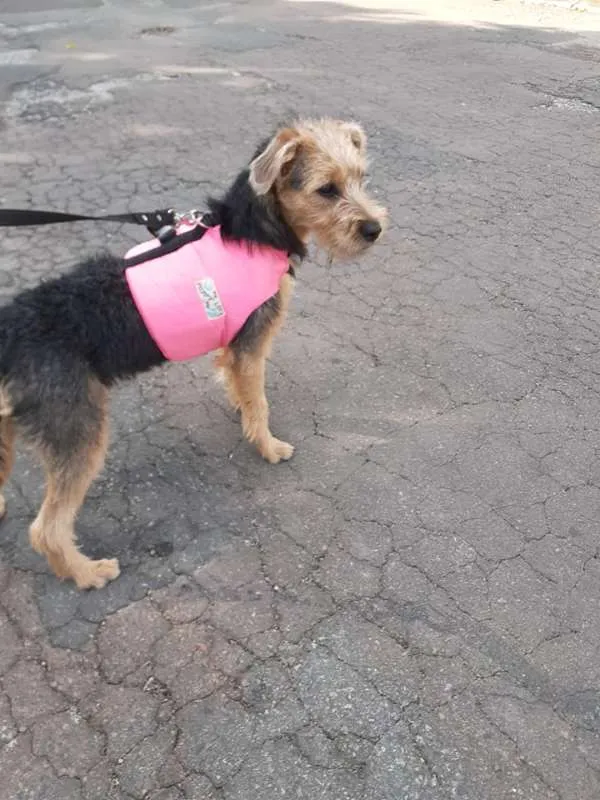 Cachorro ra a SRD idade 2 a 6 meses nome Miléia