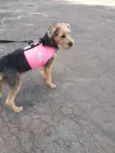 Miléia