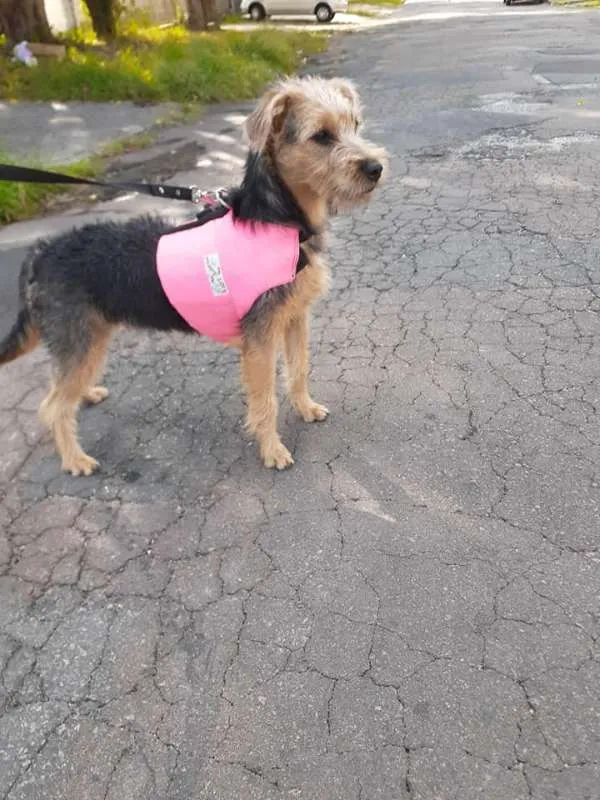 Cachorro ra a SRD idade 2 a 6 meses nome Miléia
