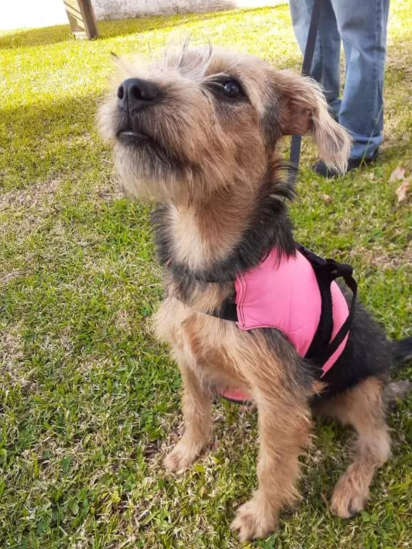Cachorro ra a SRD idade 2 a 6 meses nome Miléia