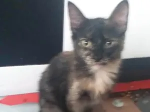 Gato raça SRD idade 2 a 6 meses nome Anita 