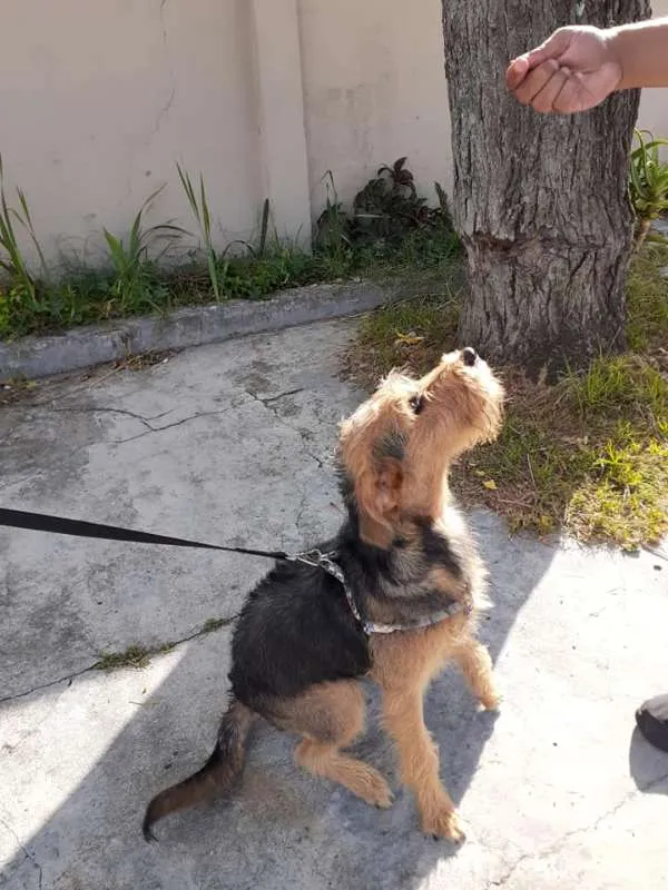 Cachorro ra a SRD idade 7 a 11 meses nome Hana