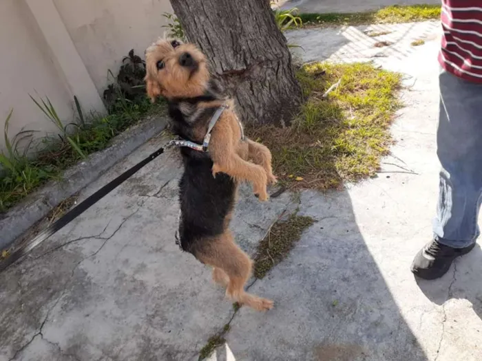 Cachorro ra a SRD idade 7 a 11 meses nome Hana