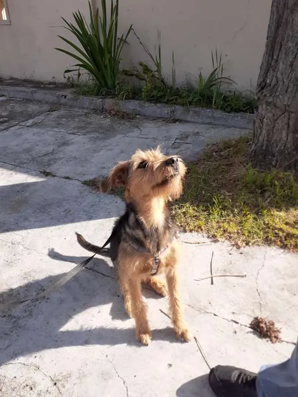 Cachorro ra a SRD idade 7 a 11 meses nome Hana