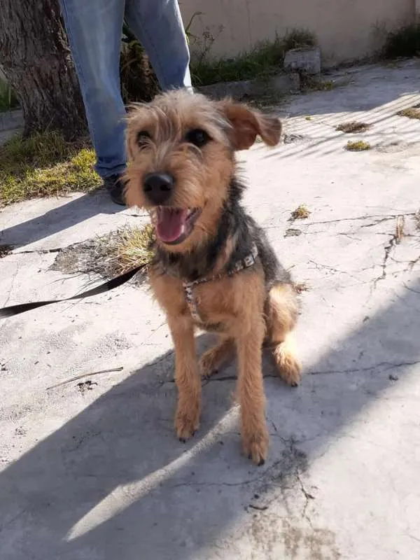 Cachorro ra a SRD idade 7 a 11 meses nome Hana