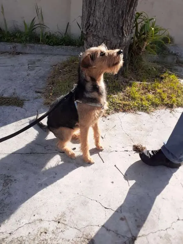 Cachorro ra a SRD idade 7 a 11 meses nome Hana