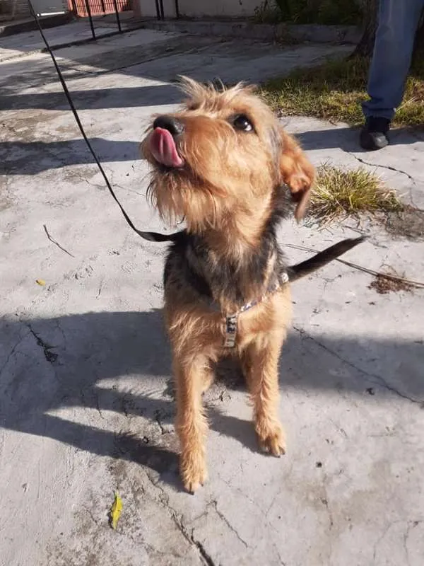 Cachorro ra a SRD idade 7 a 11 meses nome Hana