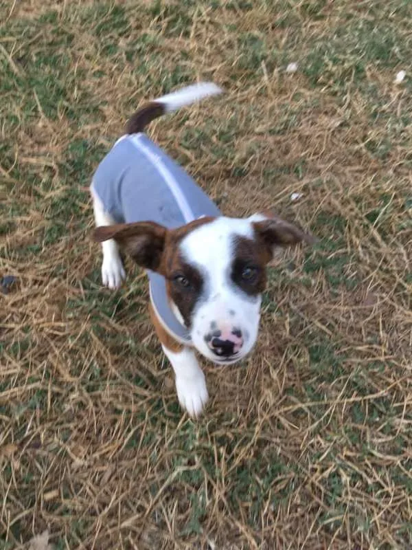 Cachorro ra a SRD idade 2 a 6 meses nome Amauri
