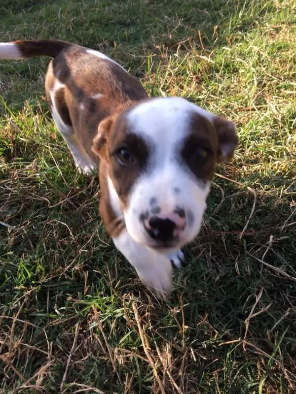 Cachorro ra a SRD idade 2 a 6 meses nome Amauri