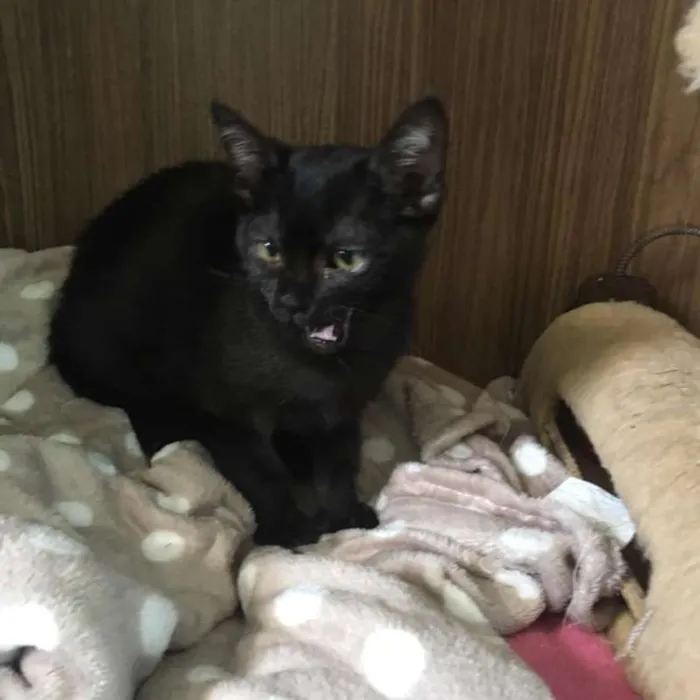 Gato ra a Srd idade 2 a 6 meses nome Maitê