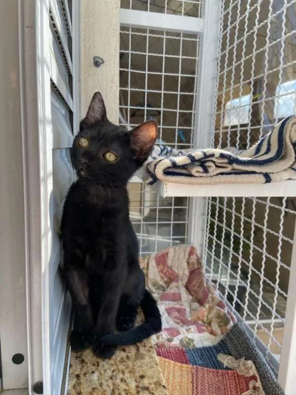 Gato ra a Srd idade 2 a 6 meses nome Maitê