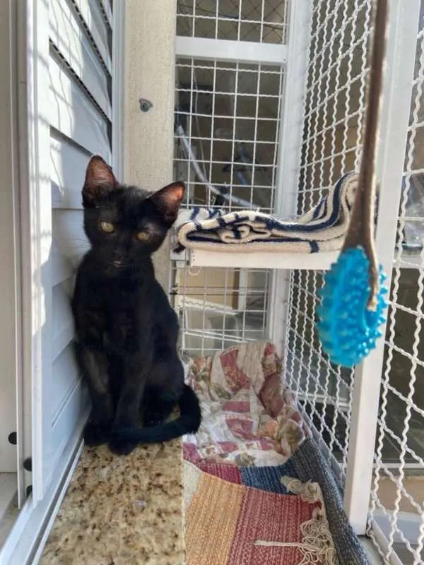 Gato ra a Srd idade 2 a 6 meses nome Maitê